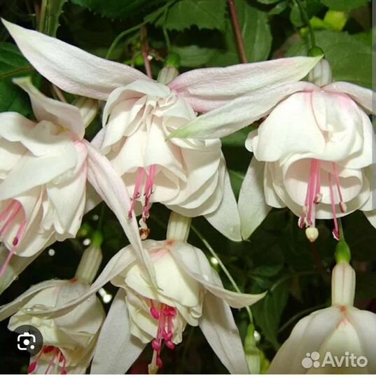 Фуксия в кашпо