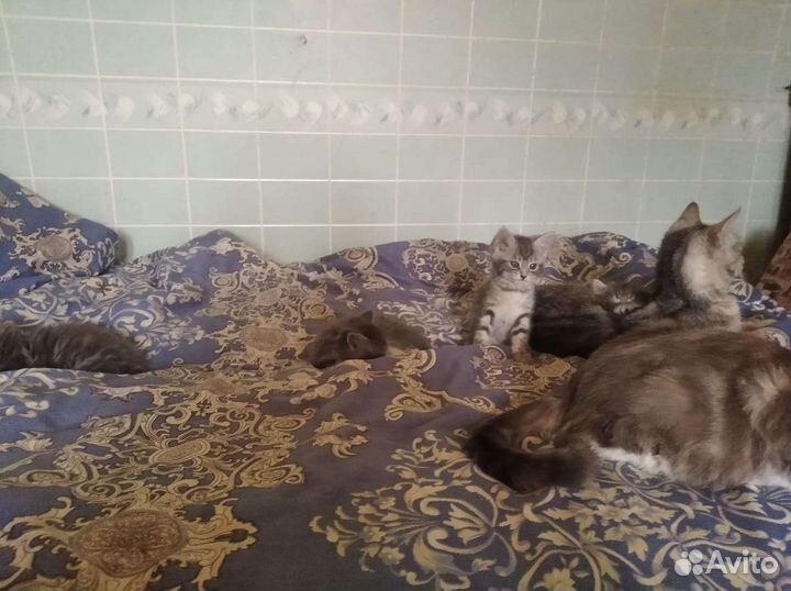 Кошки в добрые руки бесплатно