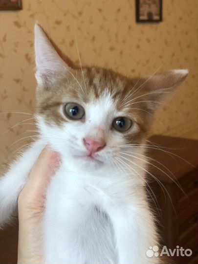 Котята в добрые руки даром рыжий котенок