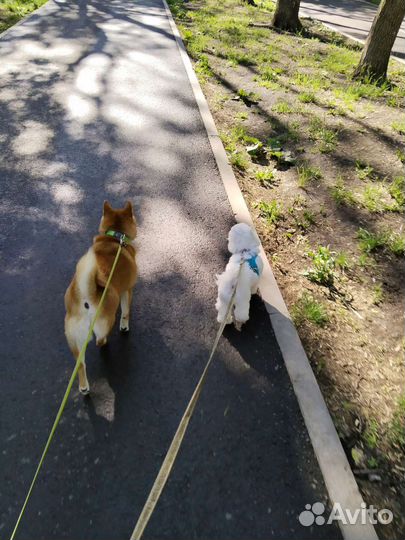 Выгул собак, передержка