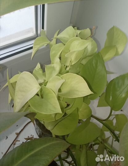 Сциндапсусы Neon (неон) и Marble Queen