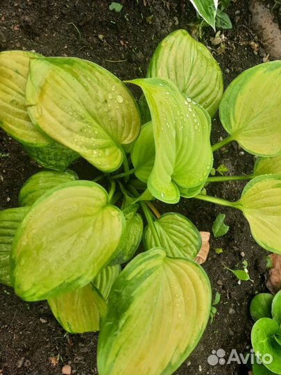 Продам хосты