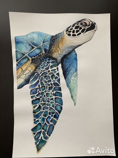 Картина акварелью Черепаха