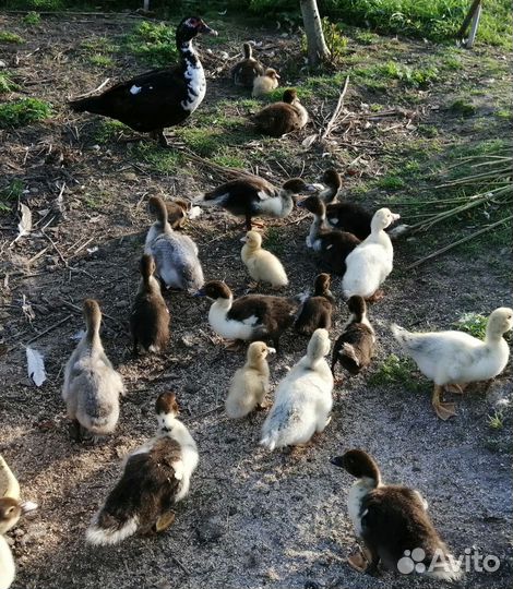 Мускусные утки индоутки индоутята