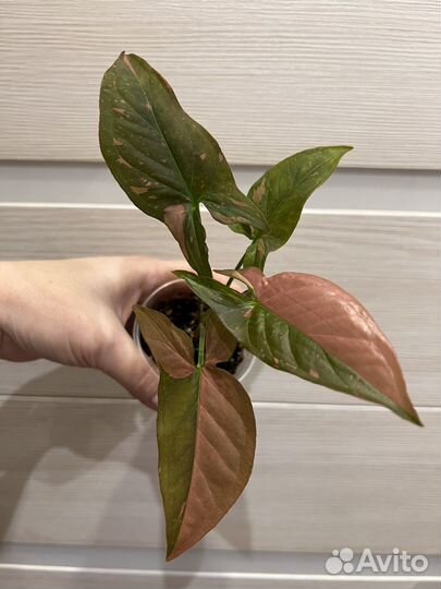 Сингониумы разные