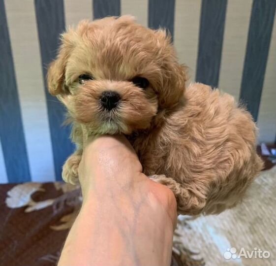 Мальтипу f1 mini