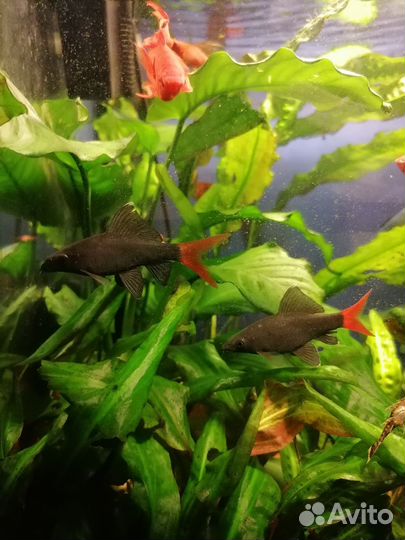 Лабео биколор