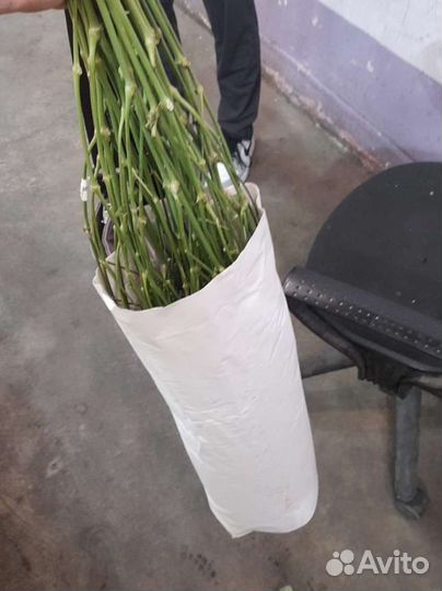 Гипсофила опт