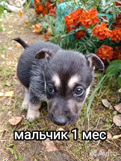 Маленькие пушистики