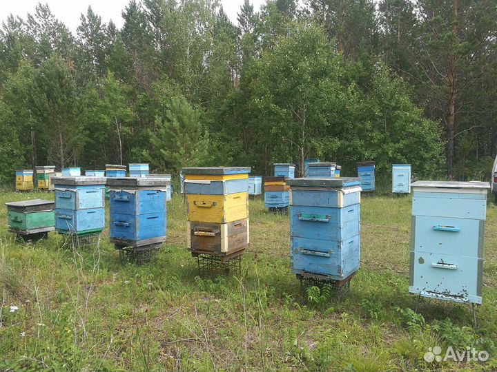 Ульи дадан 12 рамочные многокорпусные