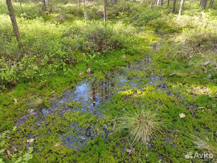 Мох сфагнум живой и сухой