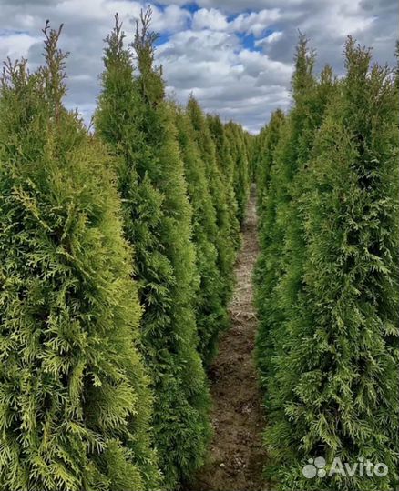 Туя смарагд