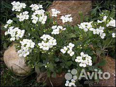 Почвопокровные растения