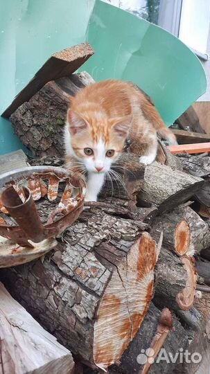 Кот (примерно 4-5 месяцев)