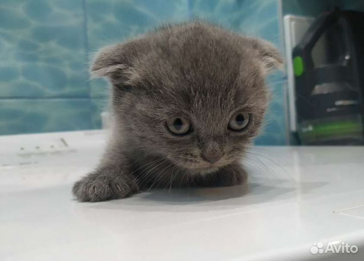 Британская