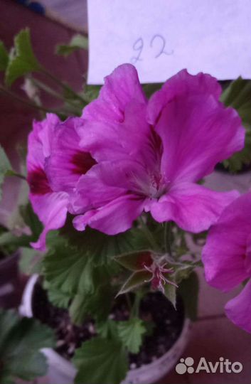 Пеларгония герань королевская