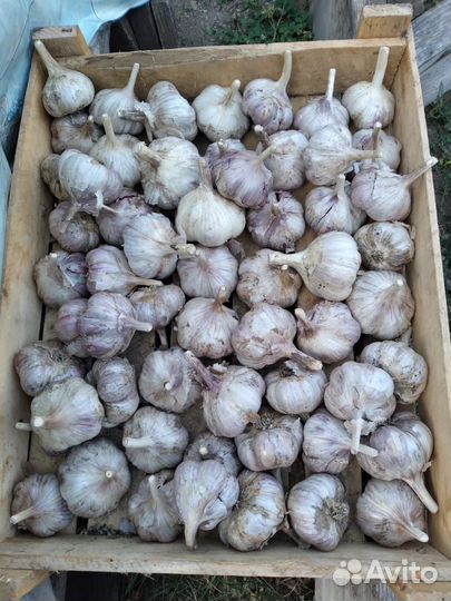 Чеснок супер