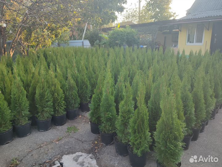 Туи смарагд, Колумна, Брабант. Можжевельники
