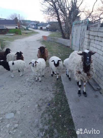 Овцы, бараны, ягнята