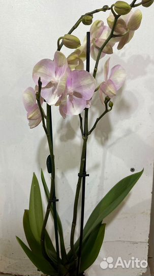 Орхидея фаленопсис