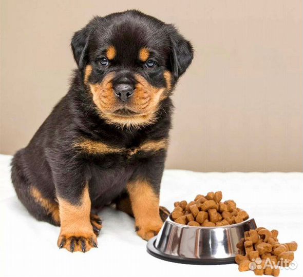 Сухой корм для щенков