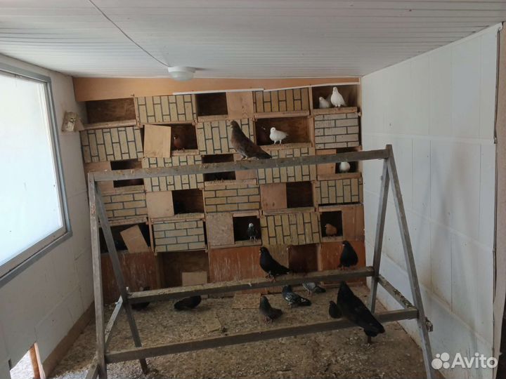 Продажа голубей