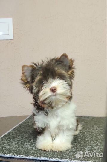 Очаровательная девочка