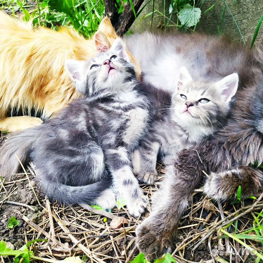 Кошка и котята в дар
