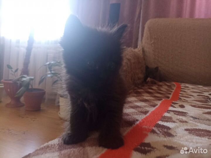 Отдам котят