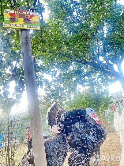 Инкубационное яйцо северокавказкий индюк