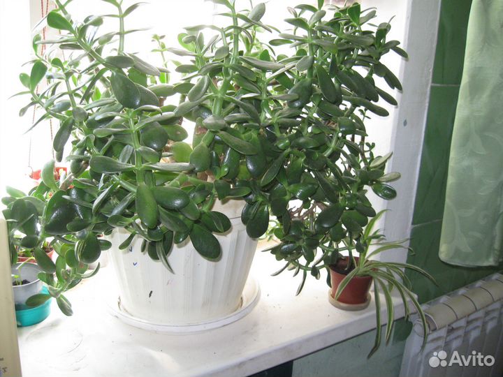 Фикус в офис филы