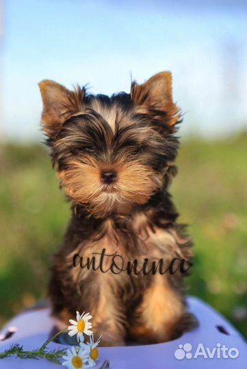 Мини девочки