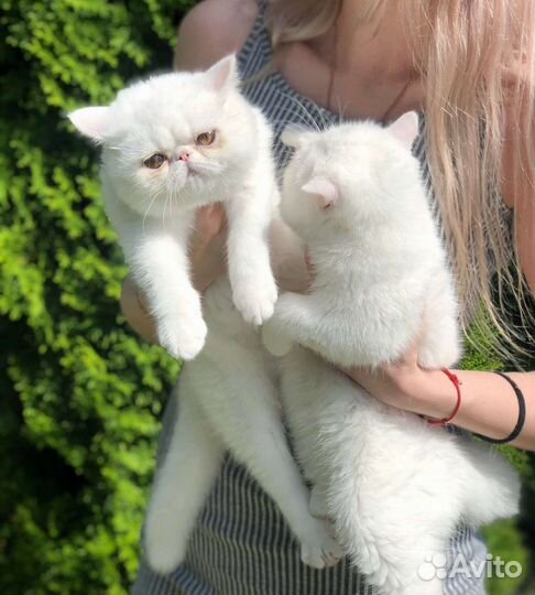 Экзотические девочки толстушки