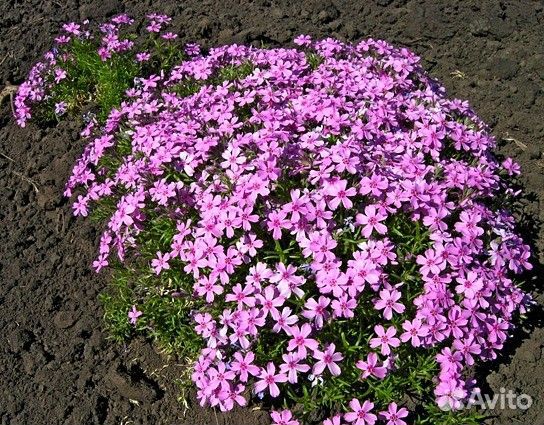 Продажа растений