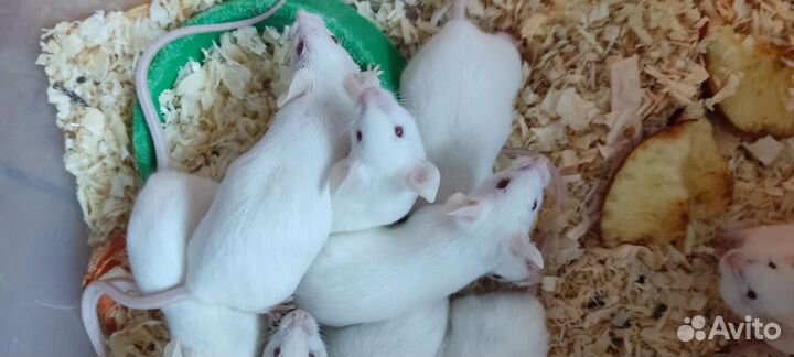 Кормовые мыши