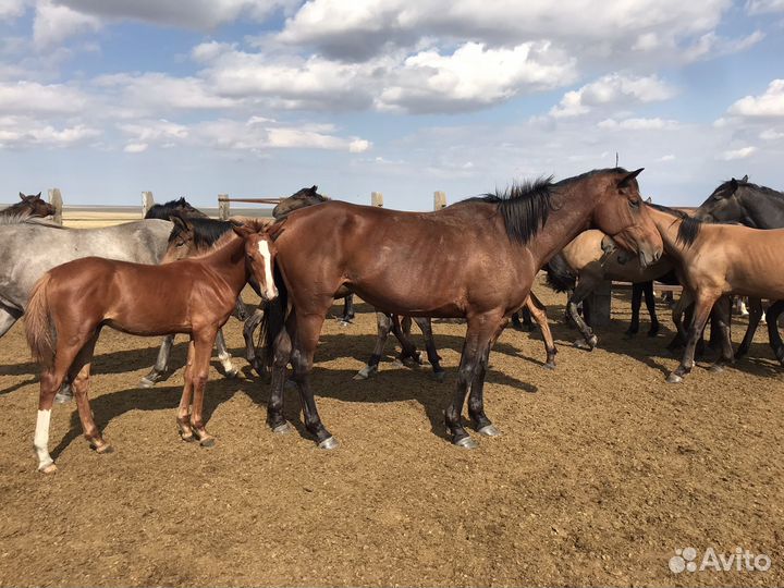 Продается кобыла с жеребенком