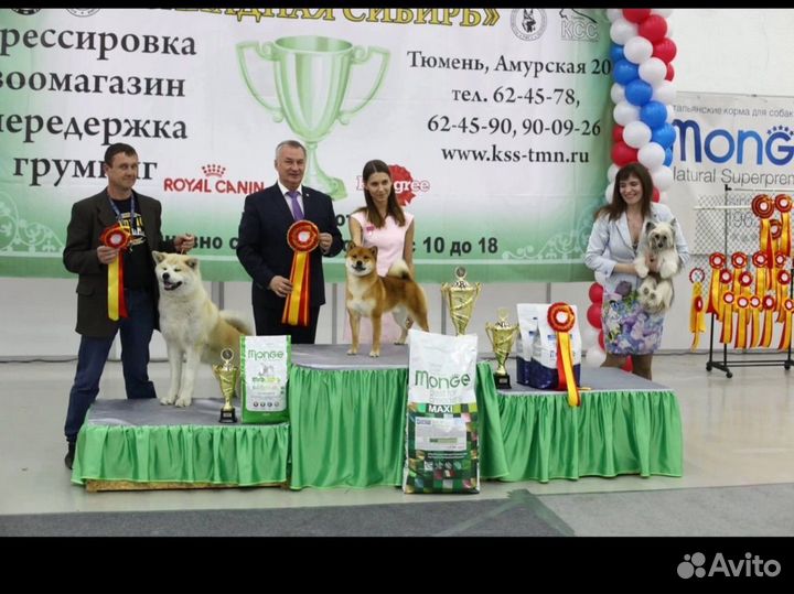 Кобель чемпион сиба шиба для вязки