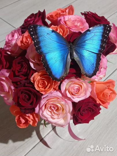 Бабочки из мини-фермы