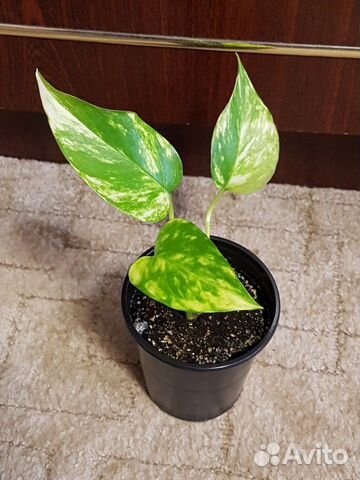 Сциндапсус