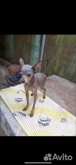 Тои терьер мини