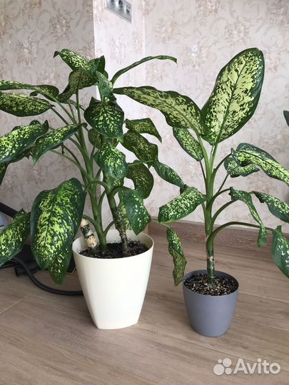 Комнатное растение Диффенбахия