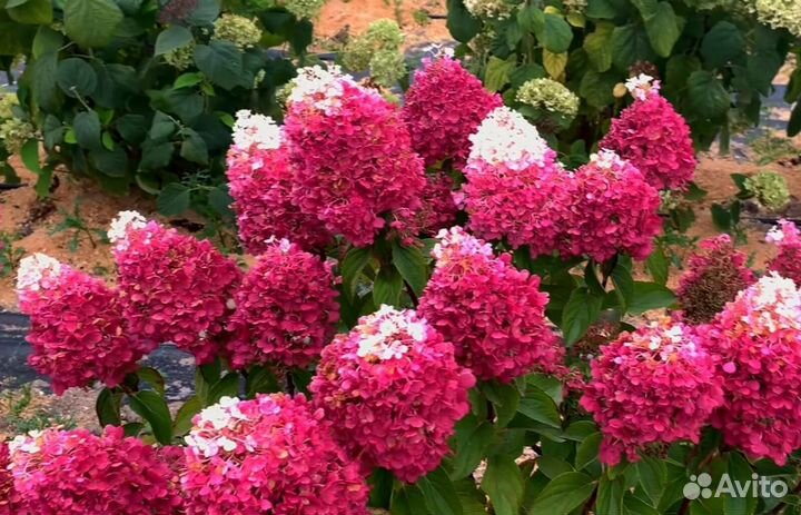 Гортензии 1+1