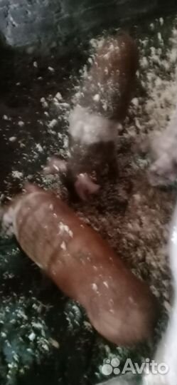 Продаю поросят