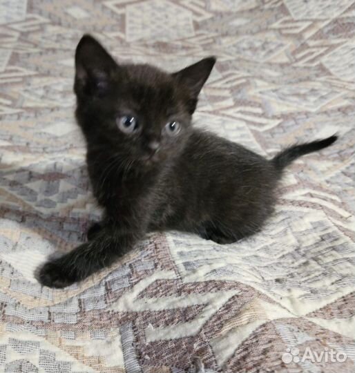 Котенок девочка черная