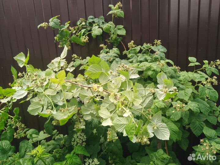 Малина желтая саженцы