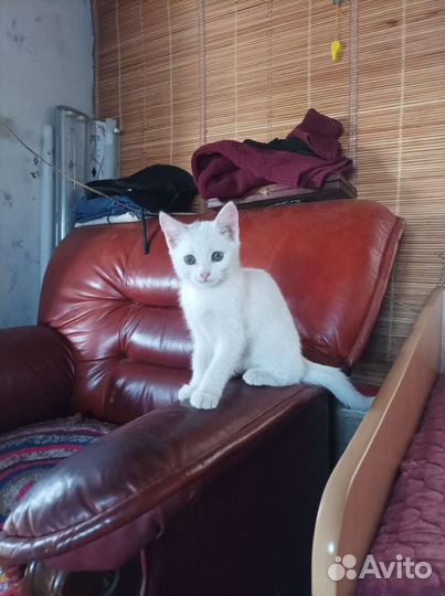 Котенок в добрые руки