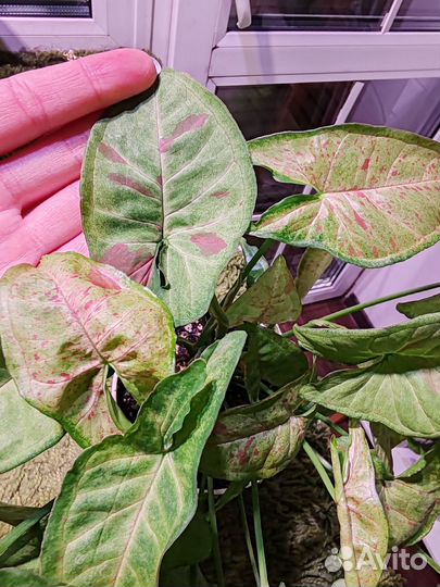 Сингониумы