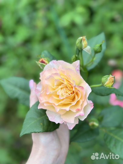 Саженцы сортовых роз