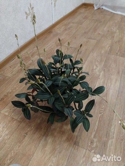 Лудизия драгоценная