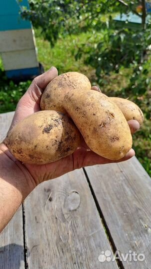 Картошка на завод